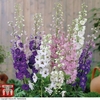 Delphinium hybridum 