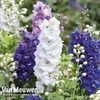 Delphinium hybridum 