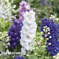 Delphinium hybridum 