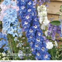 Delphinium hybridum 