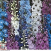 Delphinium hybridum 