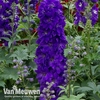 Delphinium Magic Fountain 