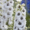 Delphinium Magic Fountain 