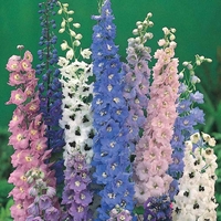 Delphinium 