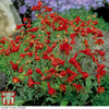 Delphinium nudicaule 