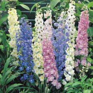 Delphinium 