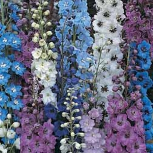 Delphinium 
