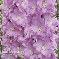 Delphinium 