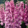 Delphinium 