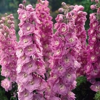 Delphinium 