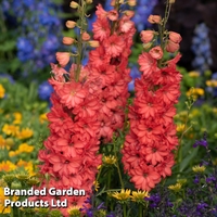 Delphinium 
