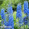 Delphinium 