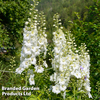 Delphinium 