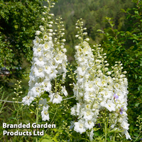 Delphinium 