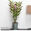 Dendrobium nobile 