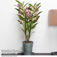 Dendrobium nobile 