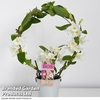Dendrobium nobile 