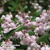 Deutzia crenata 