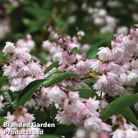 Deutzia crenata 