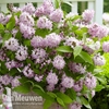 Deutzia 