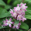 Deutzia 