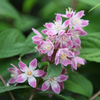 Deutzia 