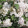 Deutzia x hybrida 