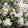 Deutzia x hybrida 