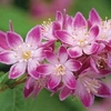 Deutzia x hybrida 