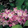 Deutzia x hybrida 