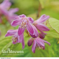 Deutzia x hybrida 