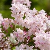 Deutzia x kalmiiflora - 2 deutzia plants in 3 litre pots