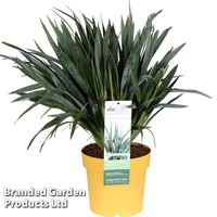 Dianella revoluta 