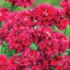 Dianthus Diadoble Crimson - 5 plug plants