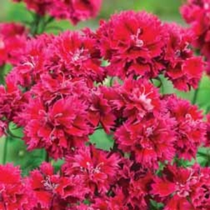 Dianthus Diadoble Crimson - 5 plug plants