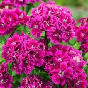Dianthus Diadoble Purple - 5 plug plants