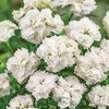 Dianthus Diadoble White - 5 plug plants