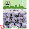 Dianthus amurensis 