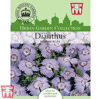 Dianthus amurensis 
