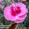 Dianthus 