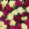 Dianthus 