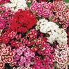 Dianthus barbatus 
