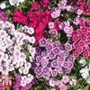 Dianthus barbatus 