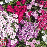Dianthus barbatus 