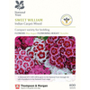 Dianthus barbatus 
