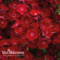 Dianthus barbatus 