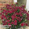 Dianthus 