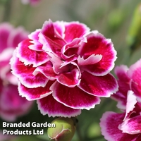 Dianthus 