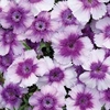 Dianthus 