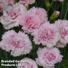 Dianthus 